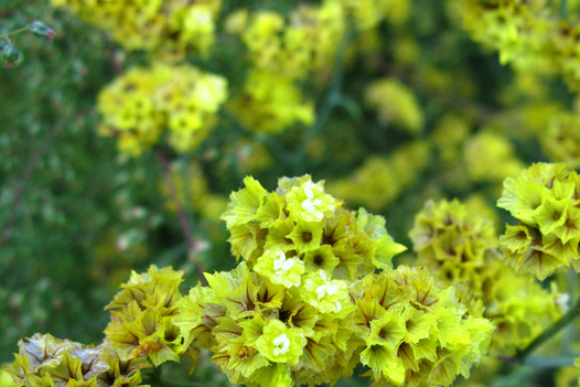 wu)是唇形科, a target="_blank" href="/item/冠唇花属/2359608"