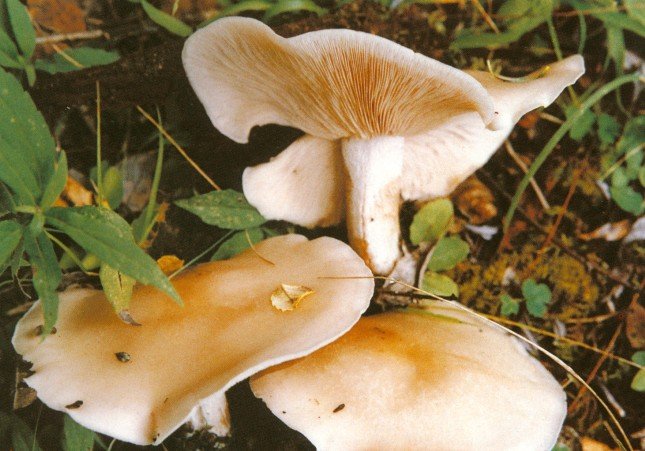  p>白香蘑(lepista caespitosa),气味浓香,鲜美可口,与口蘑相比美.