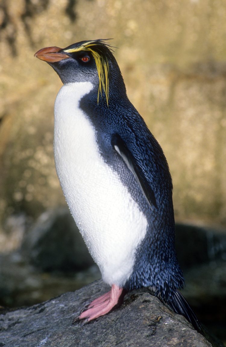  p>皇家企鹅(学名: i>eudyptes schlegeli /i>)是企鹅科,冠企鹅属动物