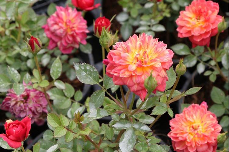 躲躲藏藏月季_1