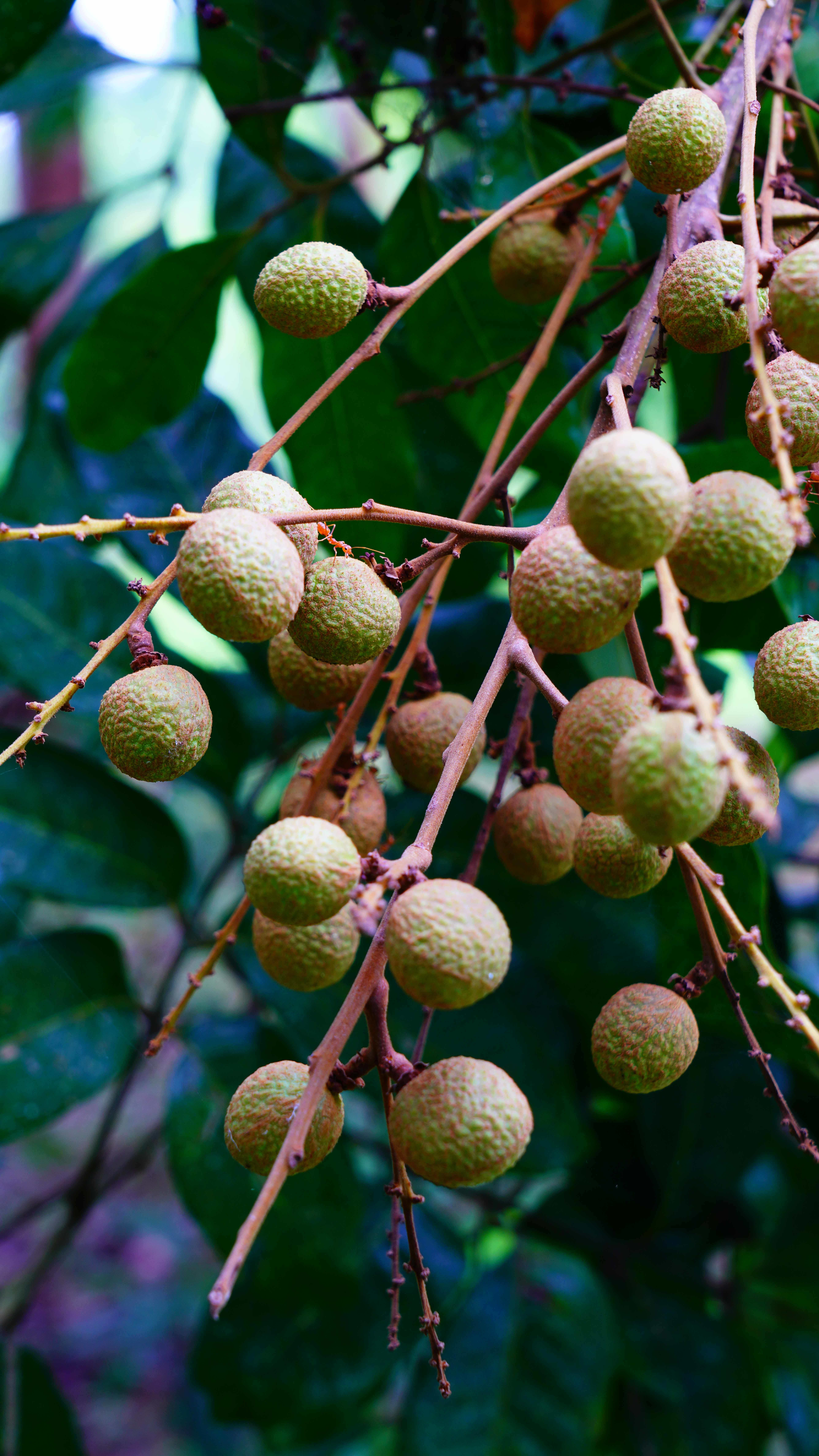  p data-id="txtfcdk2evdq">龙眼( i>dimocarpus longan /i> lour.