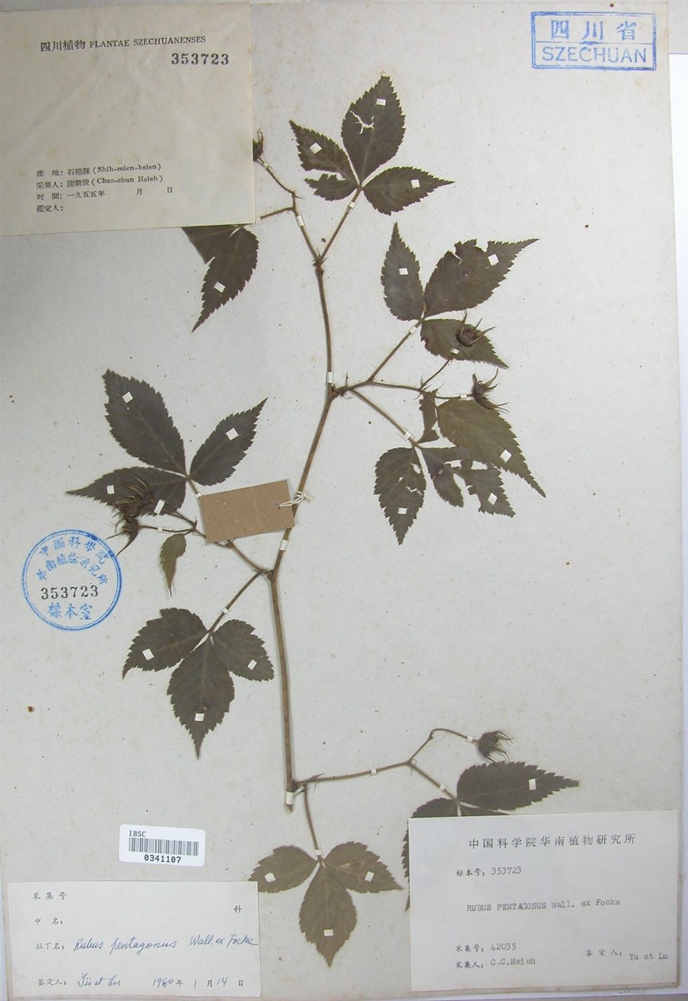 掌叶悬钩子(原变种)