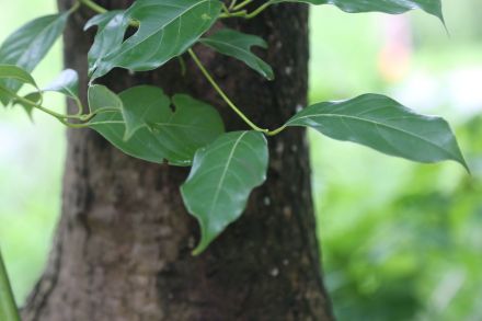 油樟（樟科樟属植物）_百度百科
