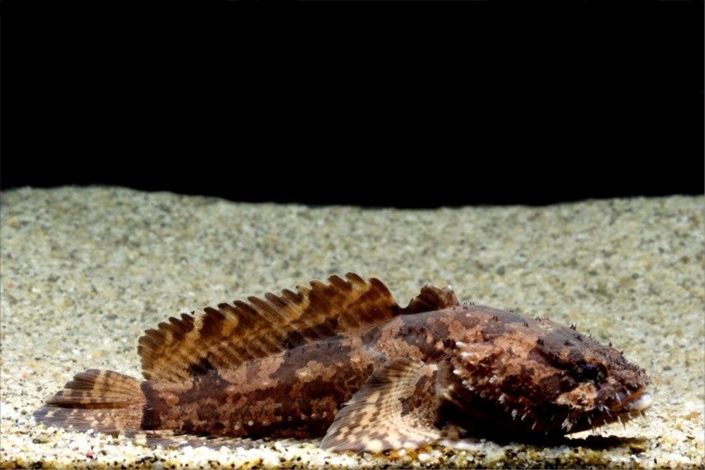 会唱歌的蟾鱼用歌声吸引雌性来窝里产卵