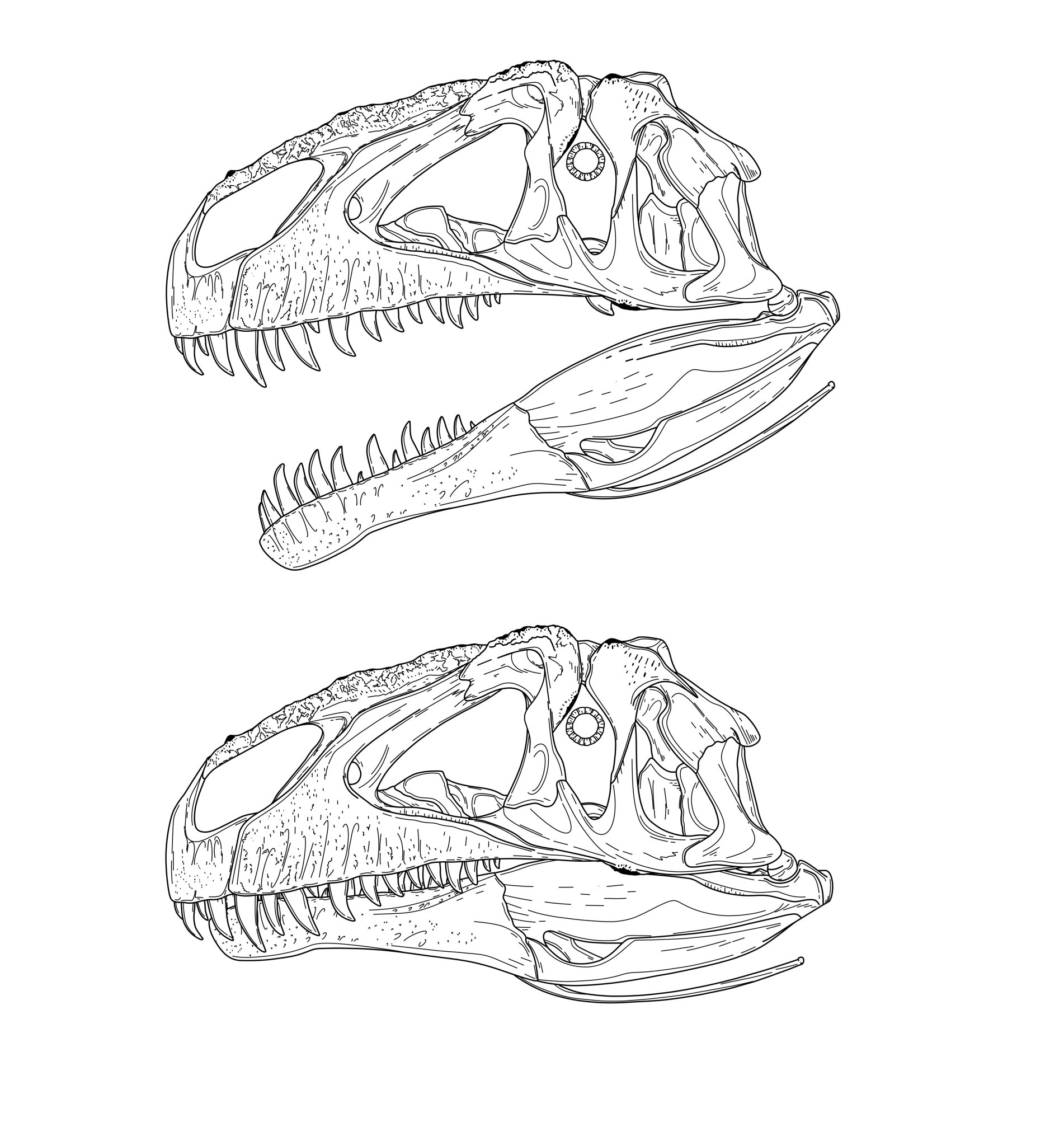  p>阿斯法托猎龙( i>asfaltovenator vialidadi /i>,以化石出土地层 "