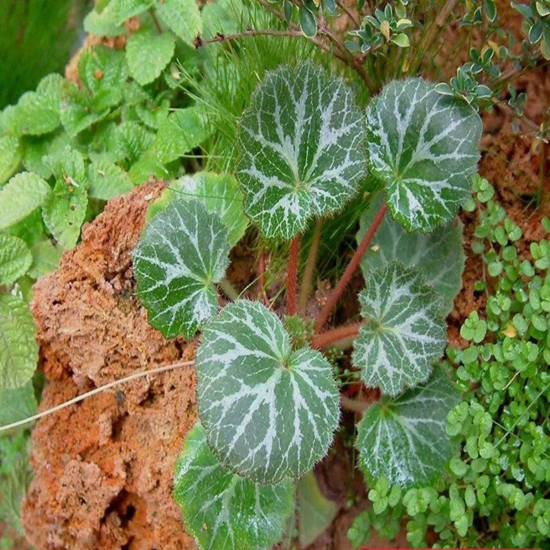 老虎草