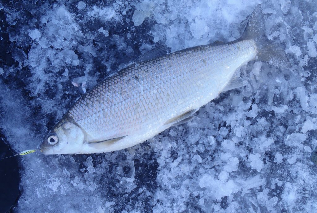 湖白鲑