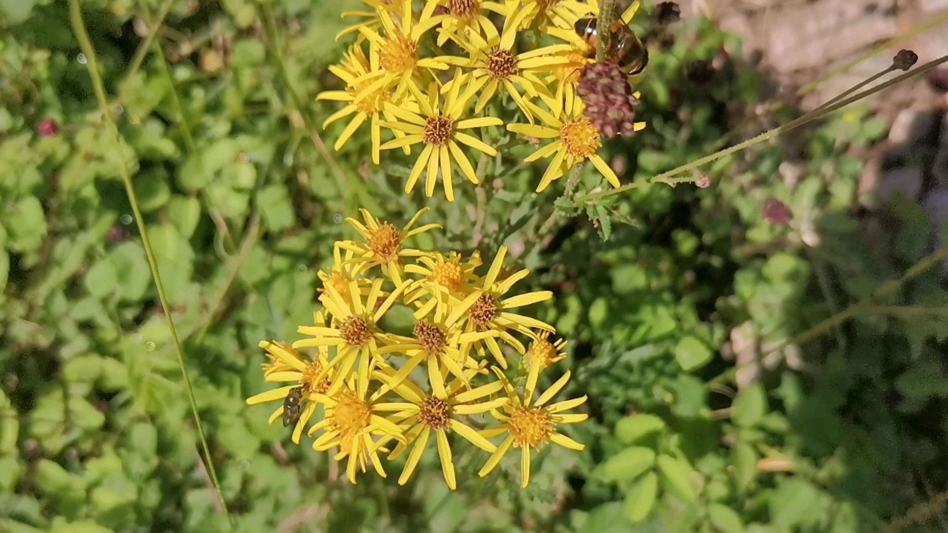 林荫千里光（菊科千里光属植物）_百度百科