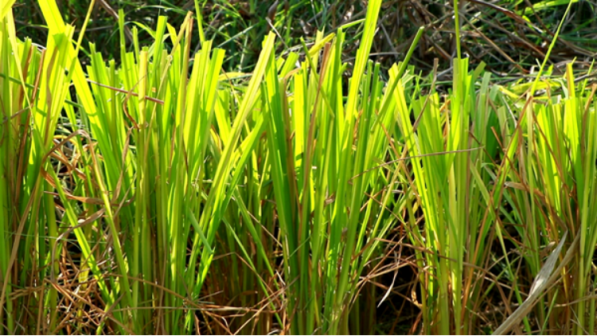 再生稻（禾本科稻属植物）_百度百科