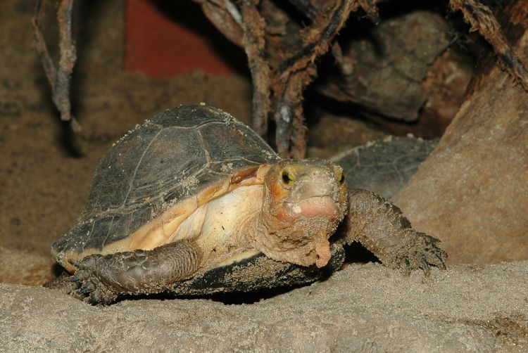 cuora flavomarginata