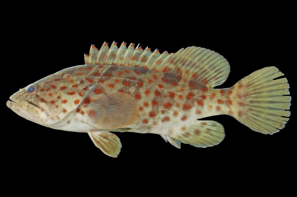  p>点带石斑鱼(学名: i> i>epinephelus coioides /i> /i>)是鮨科