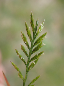Catapodium rigidum_百度百科
