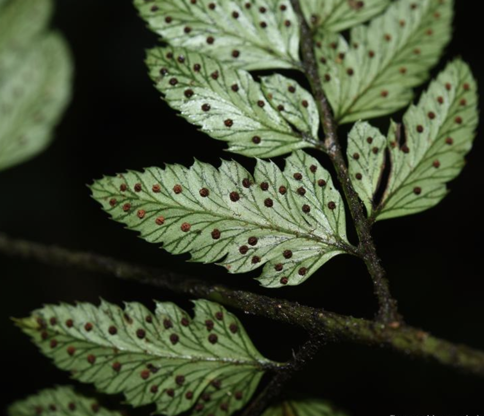  p>尾叶复叶耳蕨(学名: i>arachniodes caudifolia /i>  ching &amp