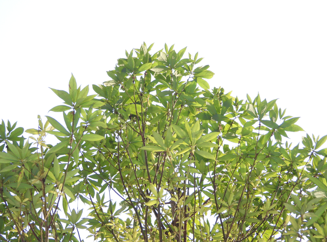 楠木（樟科楠属植物）_百度百科