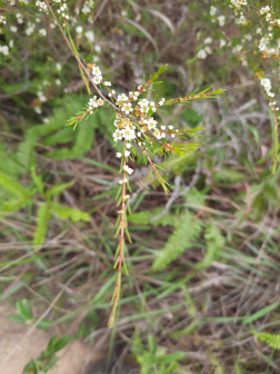 岗松（桃金娘科岗松属植物）_百度百科