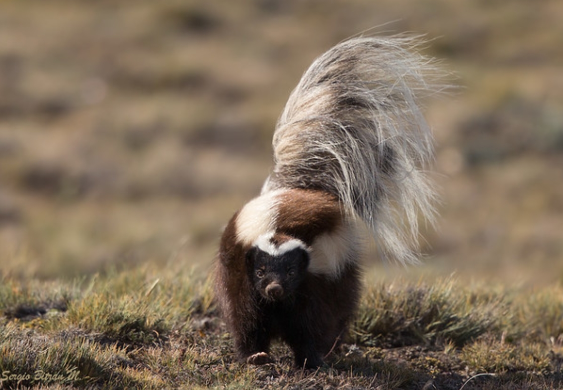 巴塔哥尼亚獾臭鼬