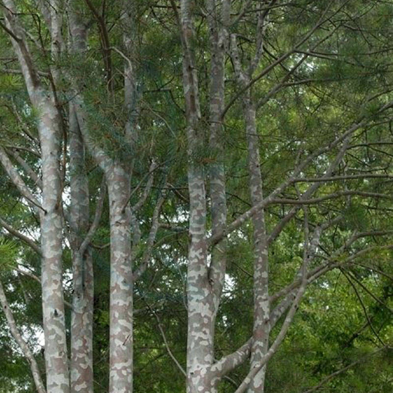 白皮松九龙山群系