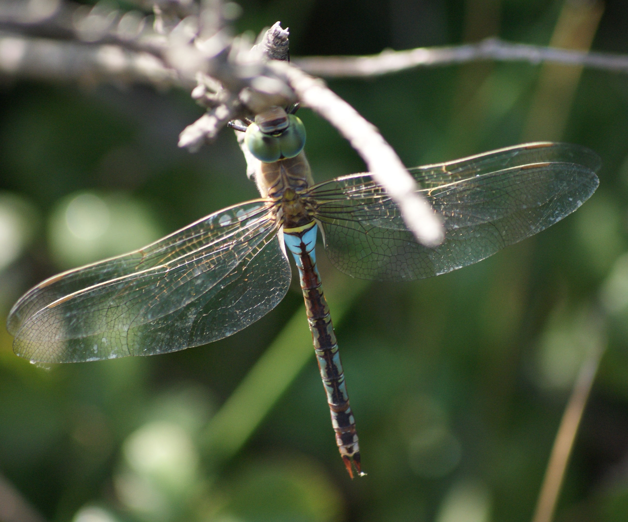  p data-id="gnbu8hmurq">碧伟蜓(学名: i>anax parthenope /i>)是蜓