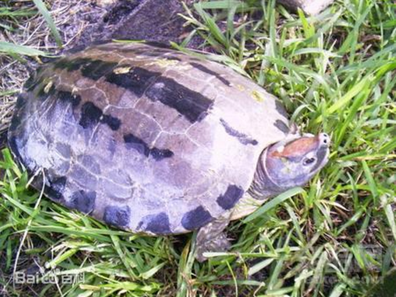  p>咸水龟(学名: i>batagur borneoensis /i>)是淡水龟科,咸水龟属的