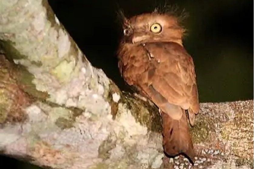  p data-id="gnbkr5eykt">蛙嘴夜鹰frogmouth, a target="_blank"