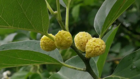 柘（桑科橙桑属植物）_百度百科