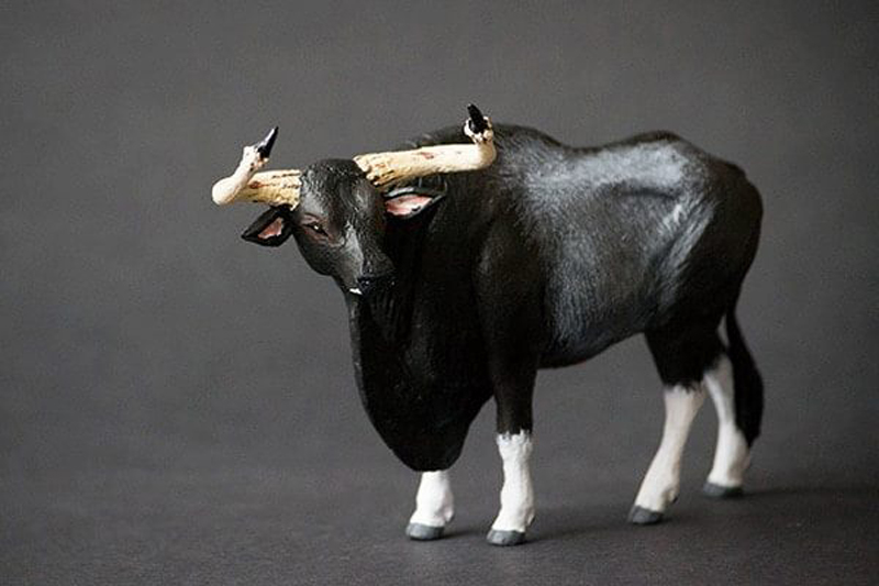  p>柬埔寨野牛(学名: i>bos sauveli /i>):是偶蹄目,牛科,牛属的哺乳