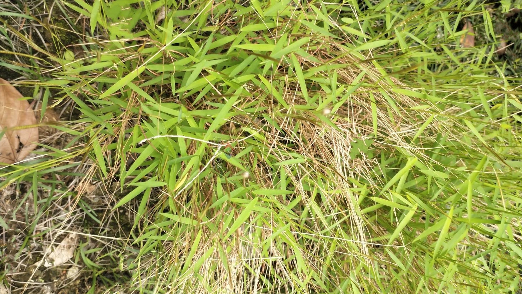 金丝草