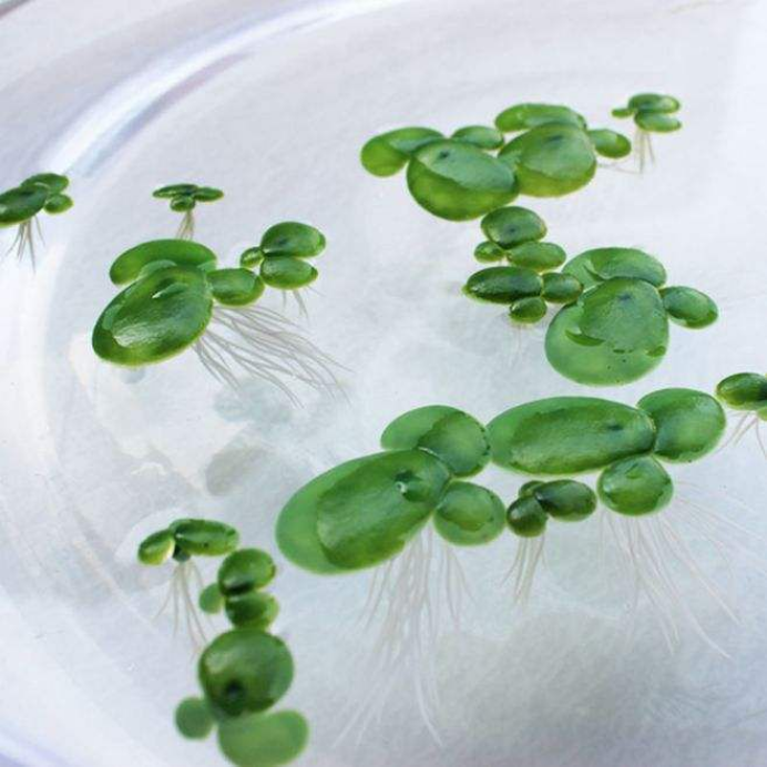 浮萍 我们有时凄凉有时捣乱 百科ta说