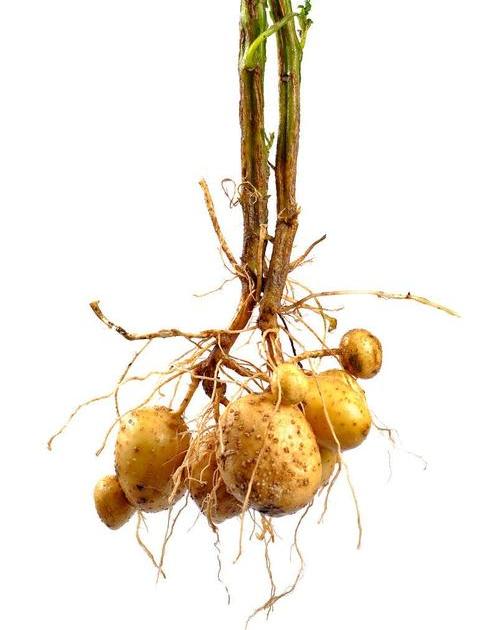 土豆根