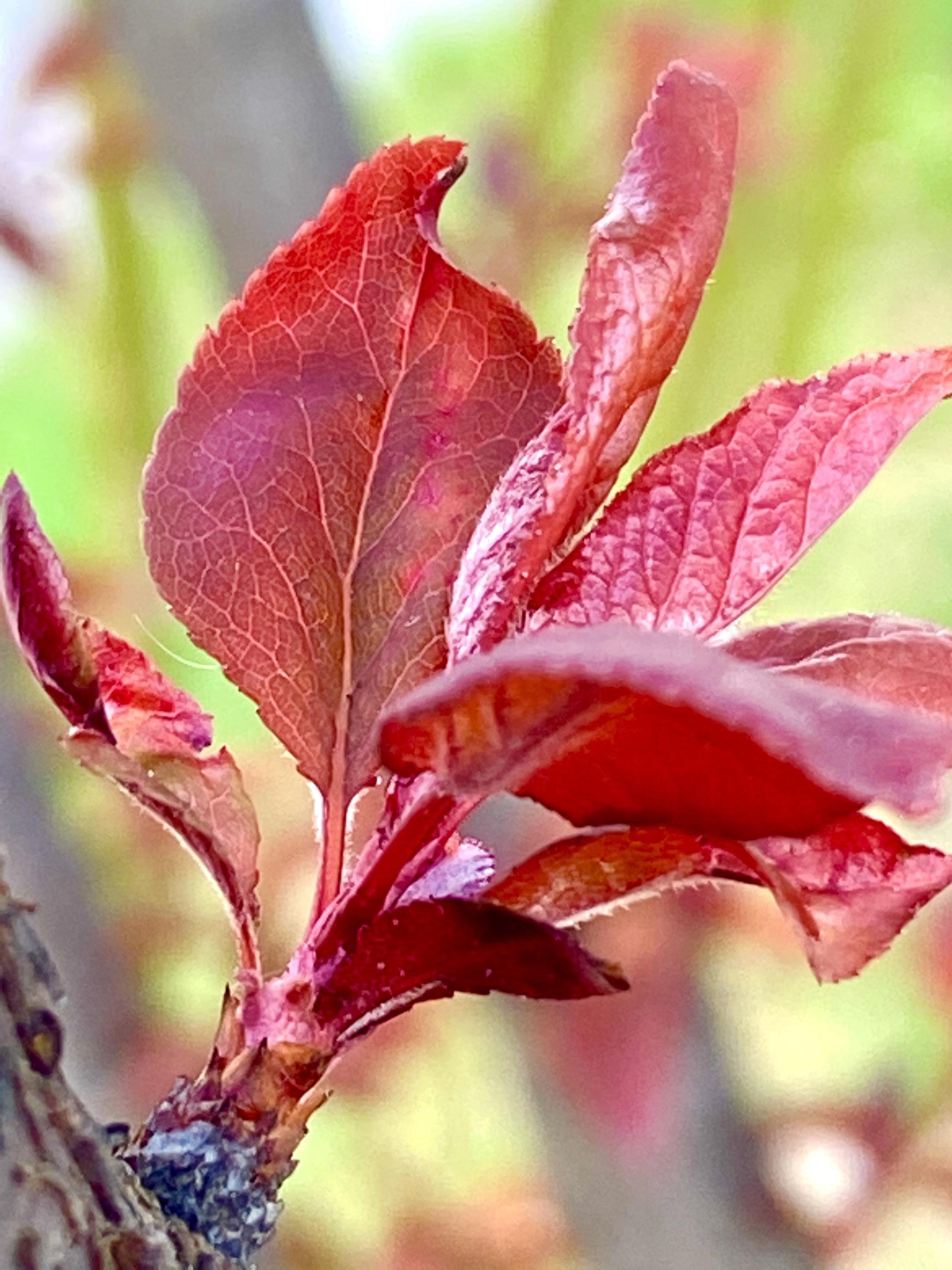 蔷薇科李属灌木或小乔木植物;干皮紫灰色,多分枝,小枝暗红色;叶片椭圆