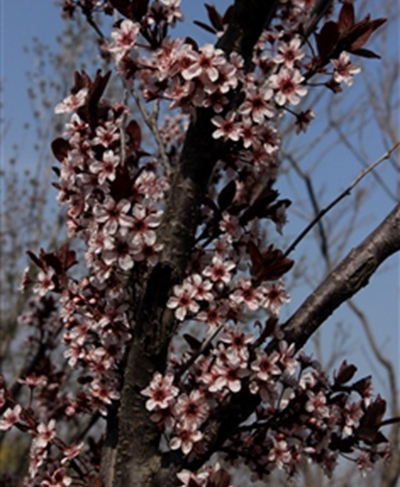 太阳李