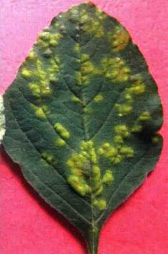  p>苋菜白锈病是由苋白锈菌侵染所引起的,发生在苋菜上的一种病害.