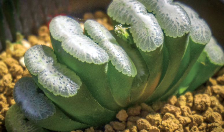  p data-id="gnavm10pgc">绿玉扇(学名: i>ha