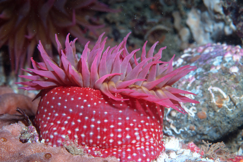  p>北美草莓海葵(学名: i>urticina lofotensis /i>):直径可达10厘米