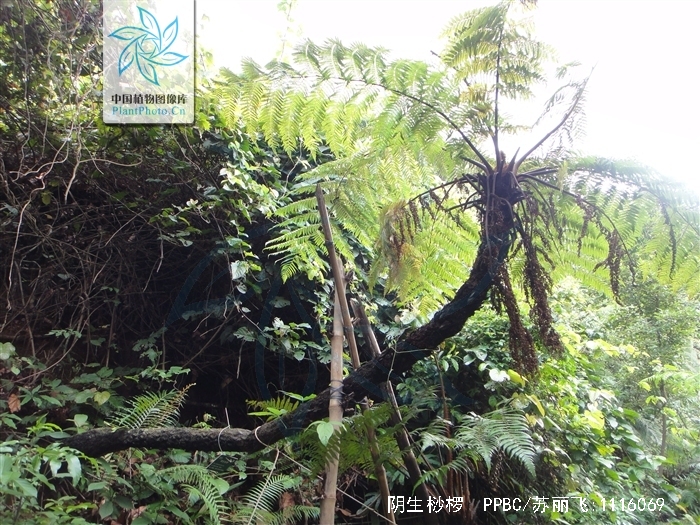  p>阴生桫椤(学名: i>alsophila latebrosa /i>),为真蕨目 a href="#"