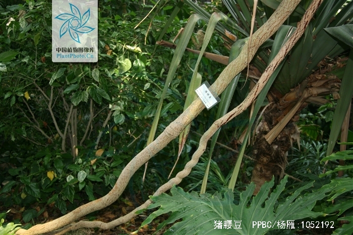  p>猪腰豆,又名大荚藤,细梗惠特木,白藤花,为 a href="#" data-lemma