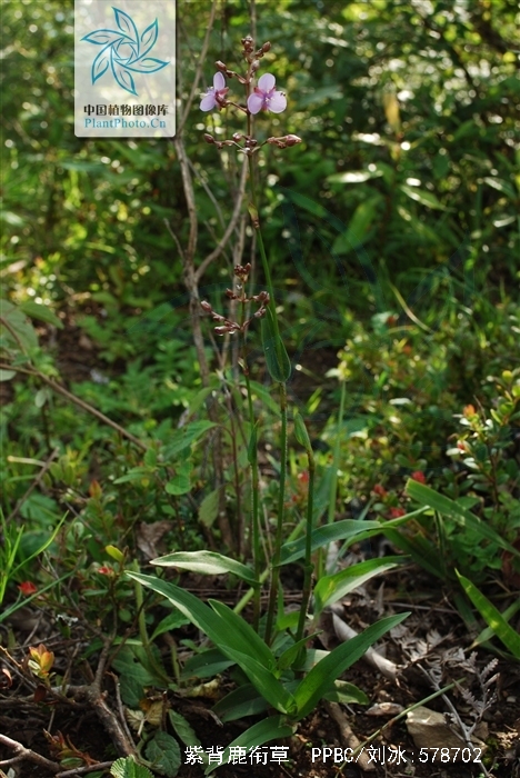  p>紫背鹿衔草生于海拔1 500-3 400米的林下,林缘或湿润草地中.