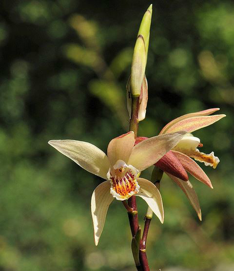  p>黄花白及(学名: i>bletilla ochracea /i>  schltr.