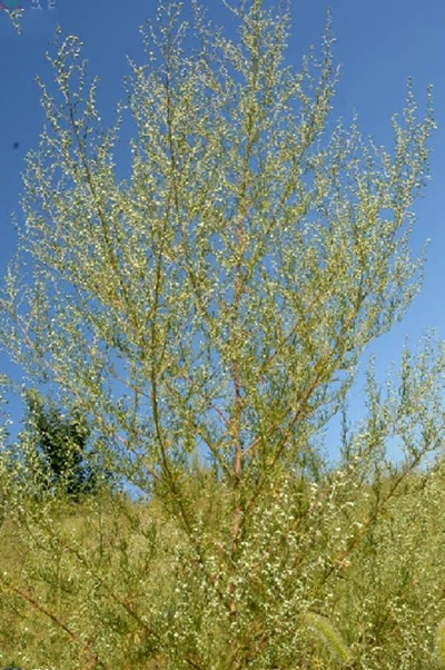 artemisiaanethifoliaweber