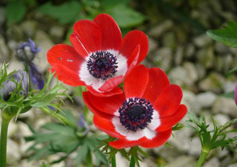 anemone coronaria l.