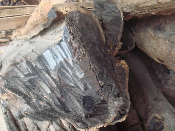 菲律宾条纹乌木