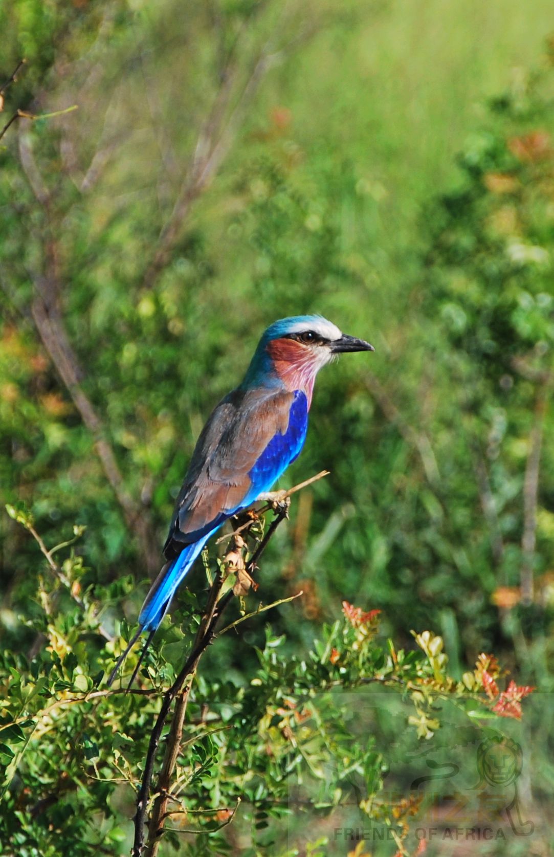 target="_blank" href="/item/佛法僧属">佛法僧属 /a>的一种鸟类