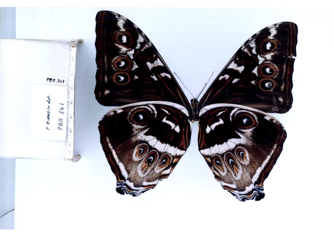 月神闪蝶卡瓦亚种