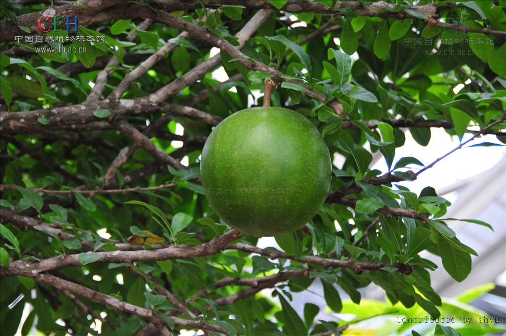  p>葫芦树属(学名: i>crescentia /i>  i>l /i>.