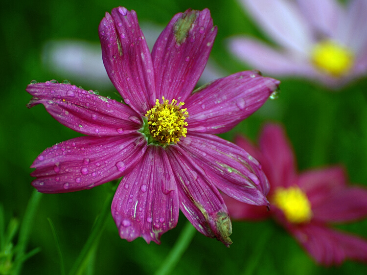  p>紫花野菊 chrysanthemum zawadskii herbich 别名:紫花野菊 山菊  