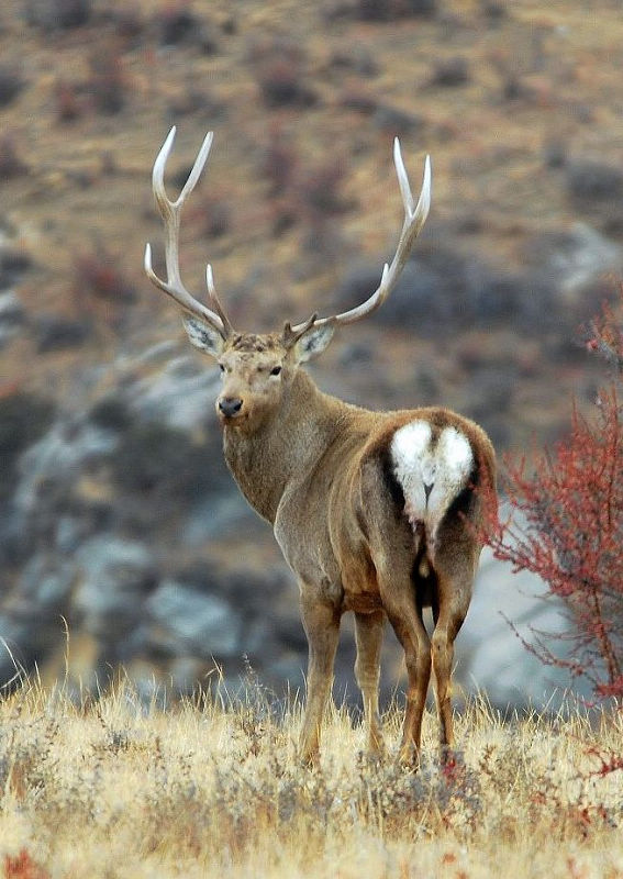 野生动植物种国际贸易公约 /a>》中,西藏马鹿排在中国一级重点保护