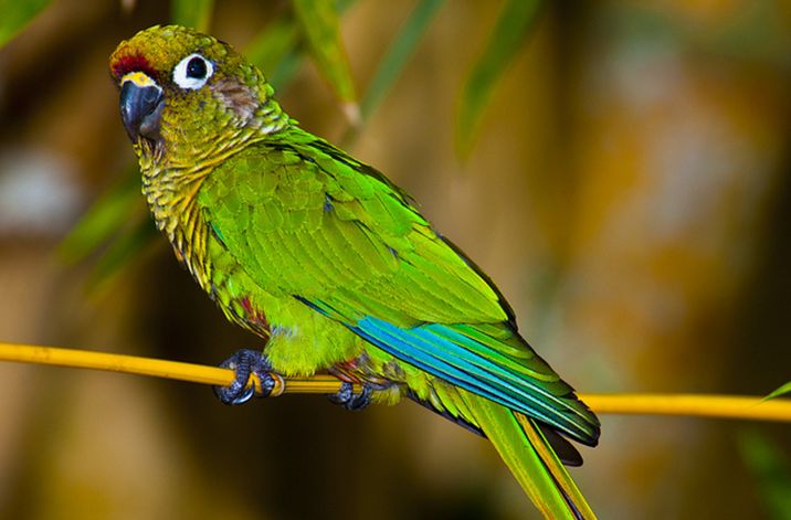  p>红腹锥尾鹦鹉(学名:pyrrhura frontalis )鸟体大部分为绿色,额头