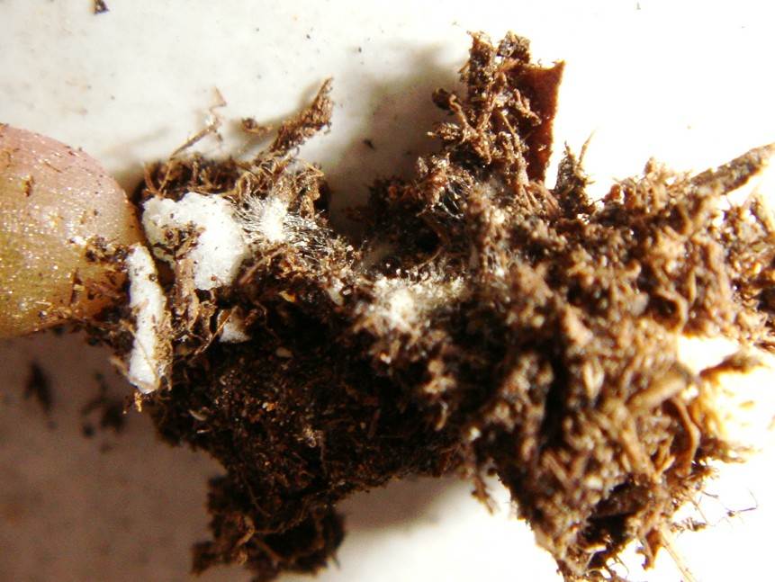  p>根粉蚧是一种粉蚧科昆虫,在盆栽花卉如 a target="_blank" href="