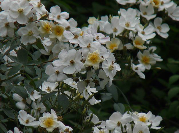  p>复伞房蔷薇(学名: i>rosa brunonii /i>  lindl.