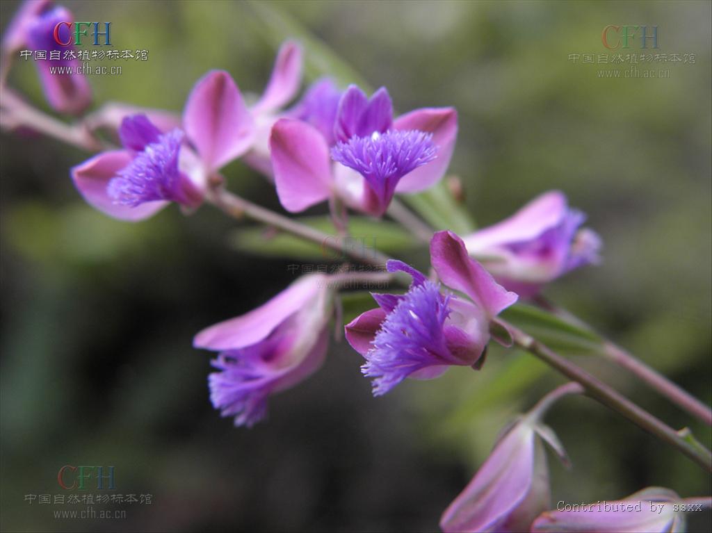  a href="#" data-lemmaid="2748551">远志科 /a>,约500种,广布于全